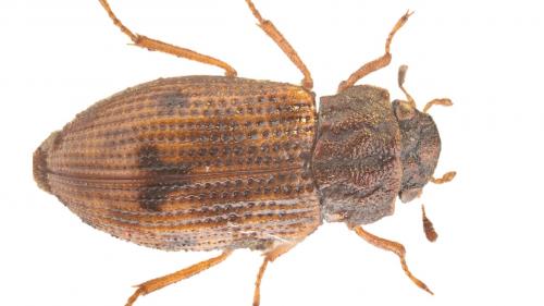 Réf. 248 689 : Helophorus arvernicus